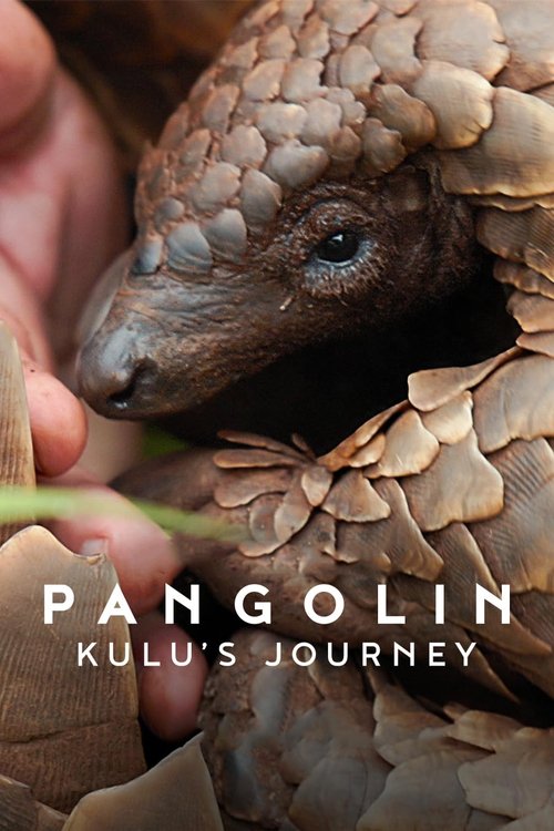 Pangolin: Kulu'nun Yolculuğu